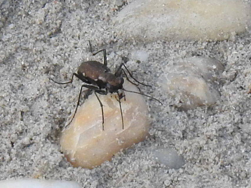 Cylindera germanica - parlagi homokfutrinka