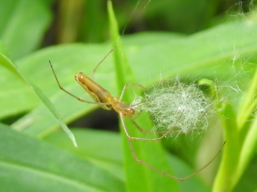 Tetragnatha