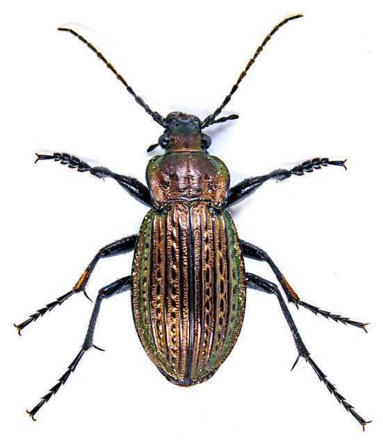 Carabus ulrichii - rezes futrinka Carabus ulrichii - rezes futrinka