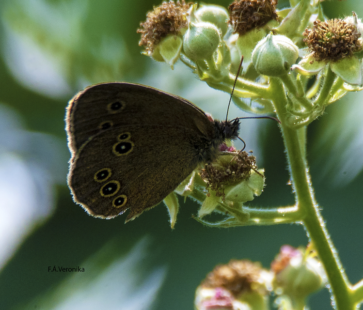 Aphantopus hyperanthus - közönséges ökörszemlepke