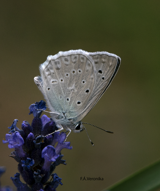 Polyommatus daphnis - csipkés boglárka