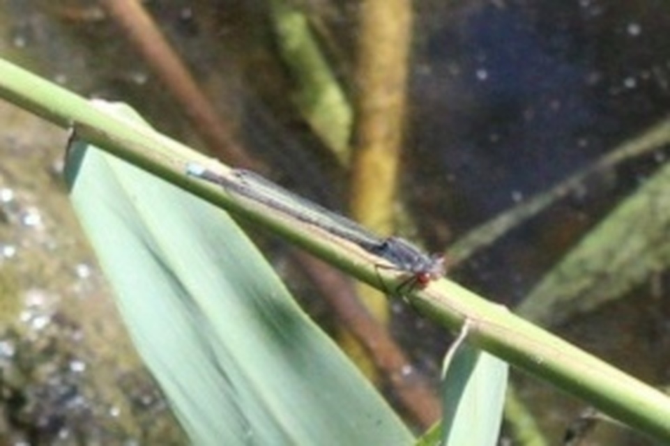 Erythromma najas - nagy pirosszemű-légivadász