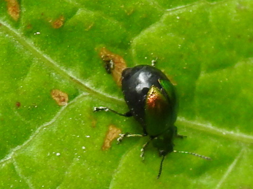 Gastrophysa viridula - sóska-levélbogár Gastrophysa viridula - sóska-levélbogár