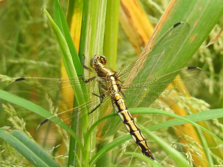 Orthetrum albistylum - fehérfarkú pásztorszitakötő