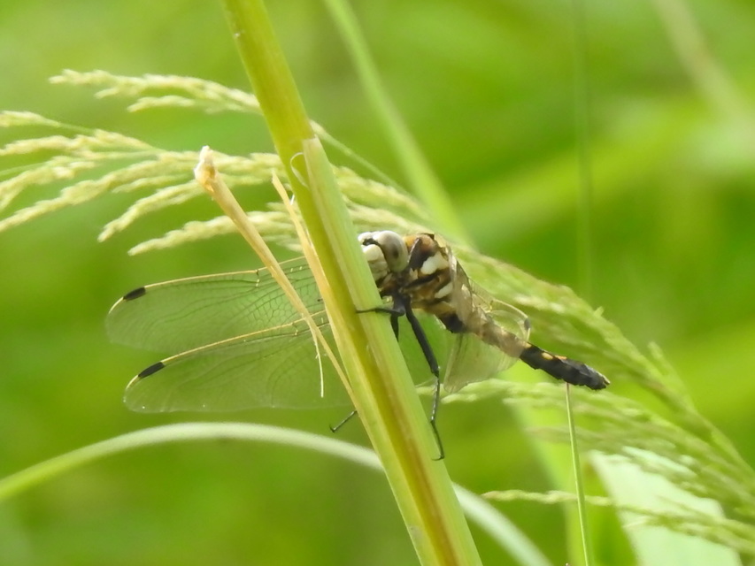 Orthetrum albistylum - fehérfarkú pásztorszitakötő
