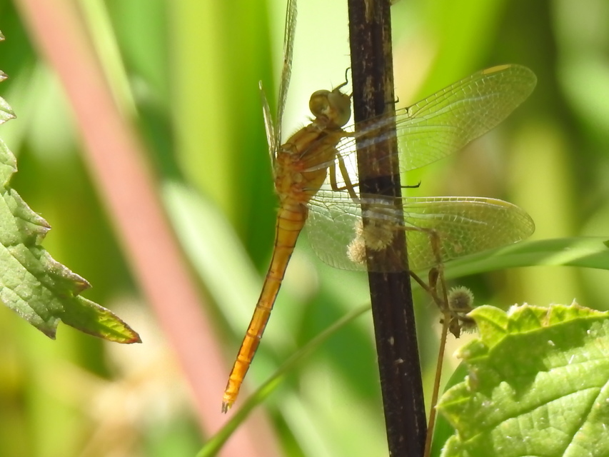 Orthetrum coerulescens - karcsú pásztorszitakötő
