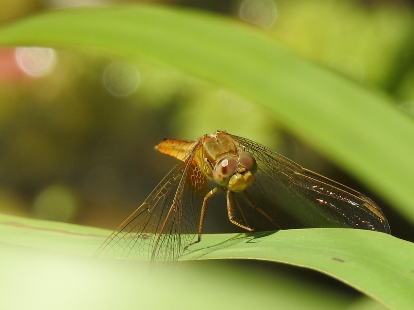 Crocothemis erythraea - skarlát szitakötő