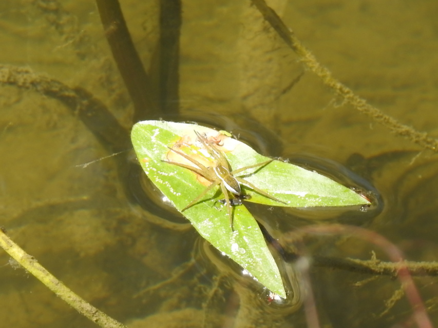 Dolomedes plantarius/fimbriatus