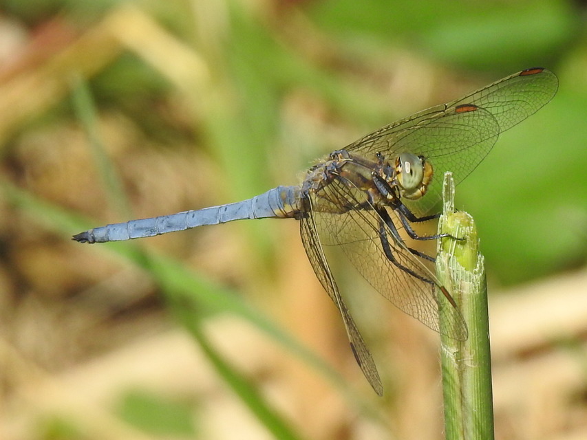 Orthetrum coerulescens - karcsú pásztorszitakötő