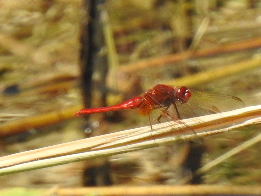 Crocothemis erythraea - skarlát szitakötő