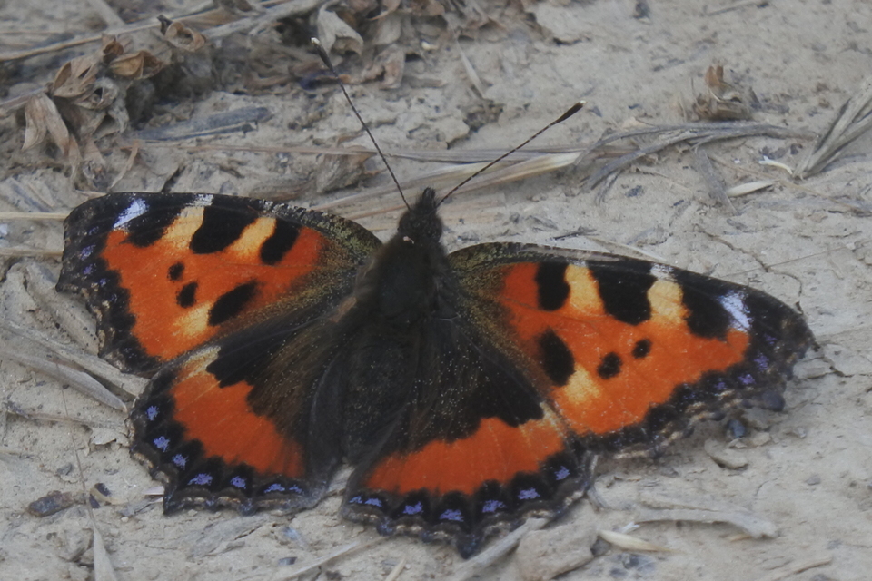 Nymphalis urticae - kis rókalepke