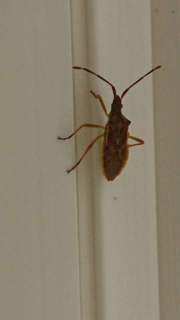 Gonocerus acuteangulatus - aranypetés karimáspoloska
