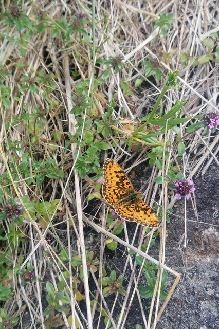 Boloria selene - fakó gyöngyházlepke