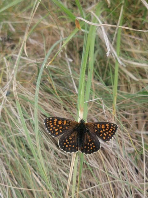 Melitaea diamina - kockás tarkalepke