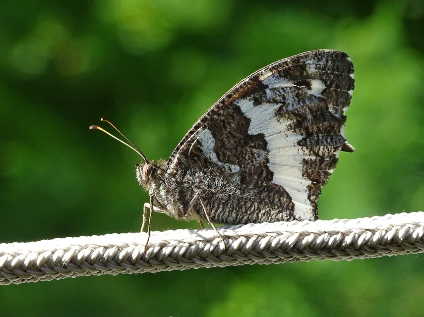Brintesia circe - fehéröves szemeslepke