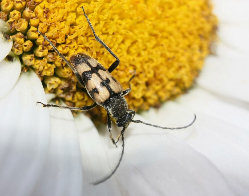 Pachytodes erraticus - rajzos virágcincér