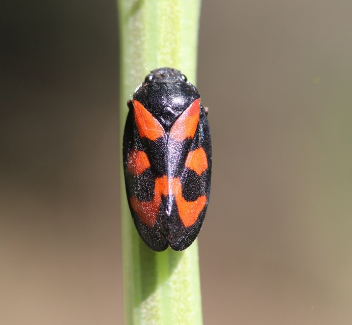 Cercopis vulnerata