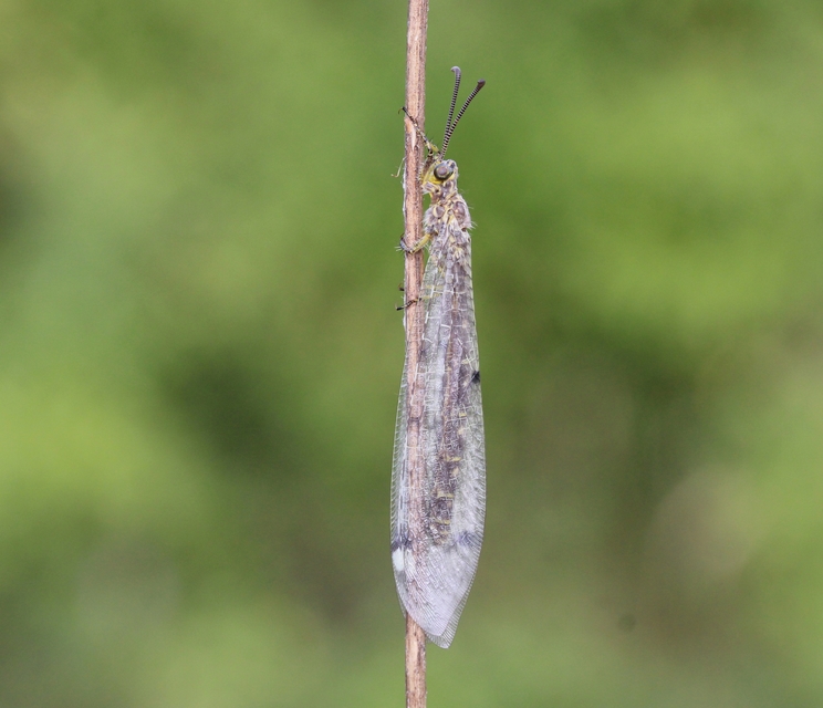 Distoleon tetragrammicus - négyfoltos hangyaleső