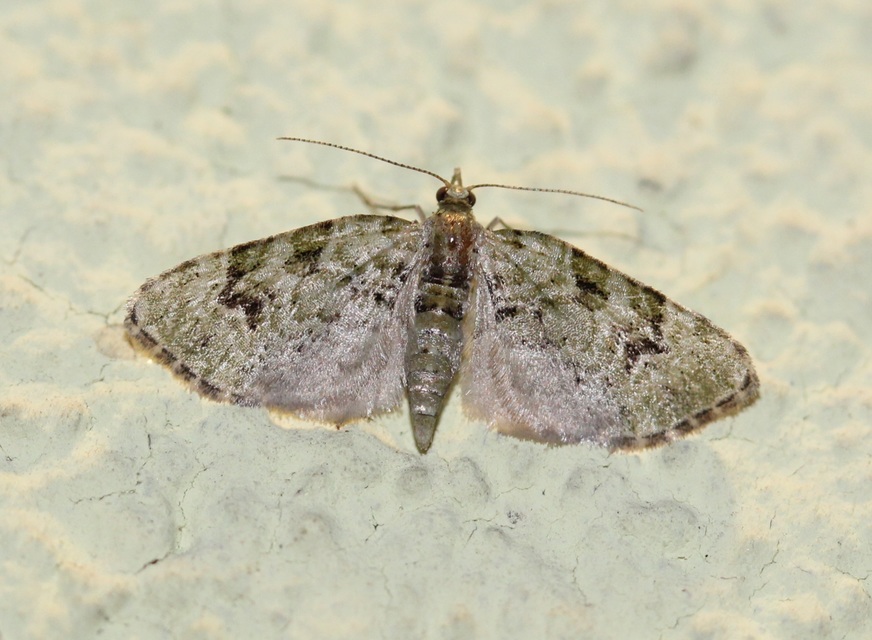 Chloroclystis v-ata - zöldes törpearaszoló