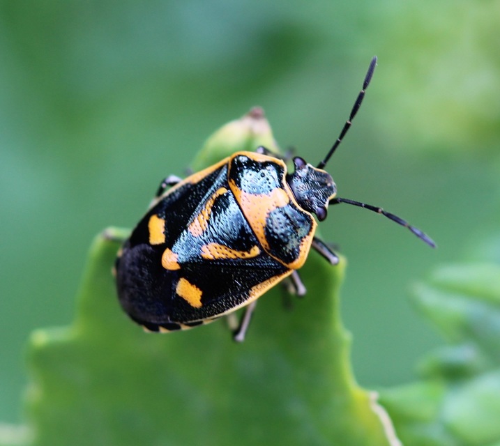 Eurydema oleracea - paréjpoloska Eurydema oleracea - paréjpoloska