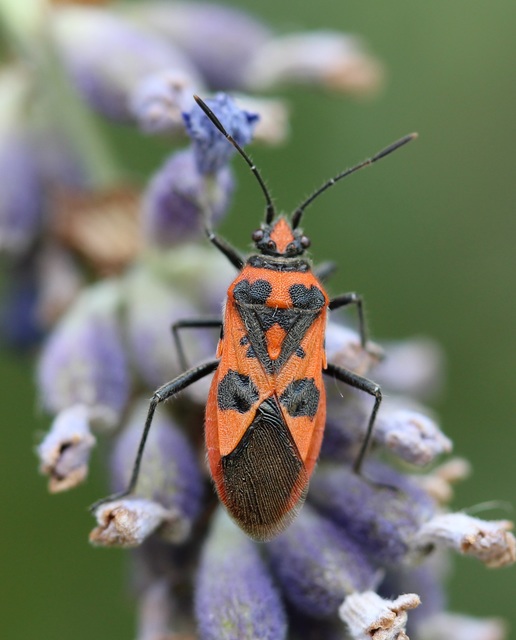 Corizus hyoscyami - piros karimáspoloska