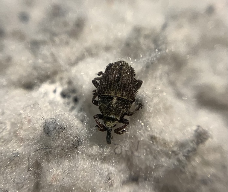 Trichosirocalus horridus - bütyköstorú aszatormányos
