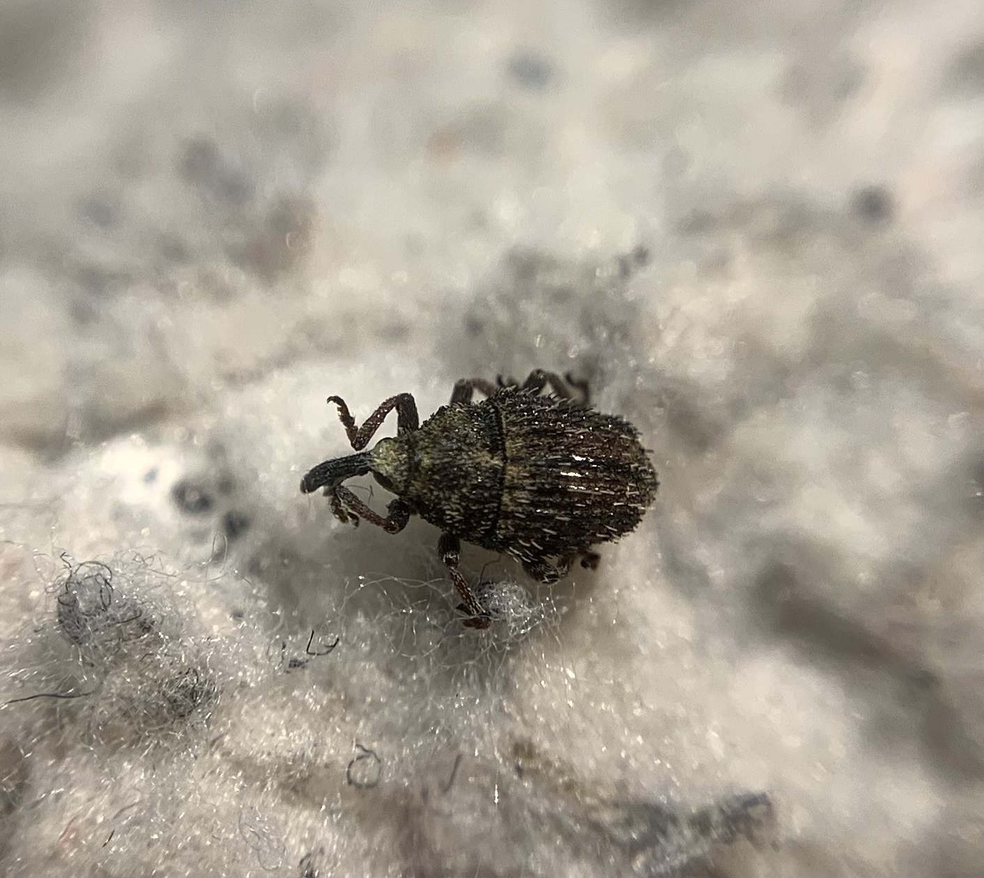 Trichosirocalus horridus - bütyköstorú aszatormányos