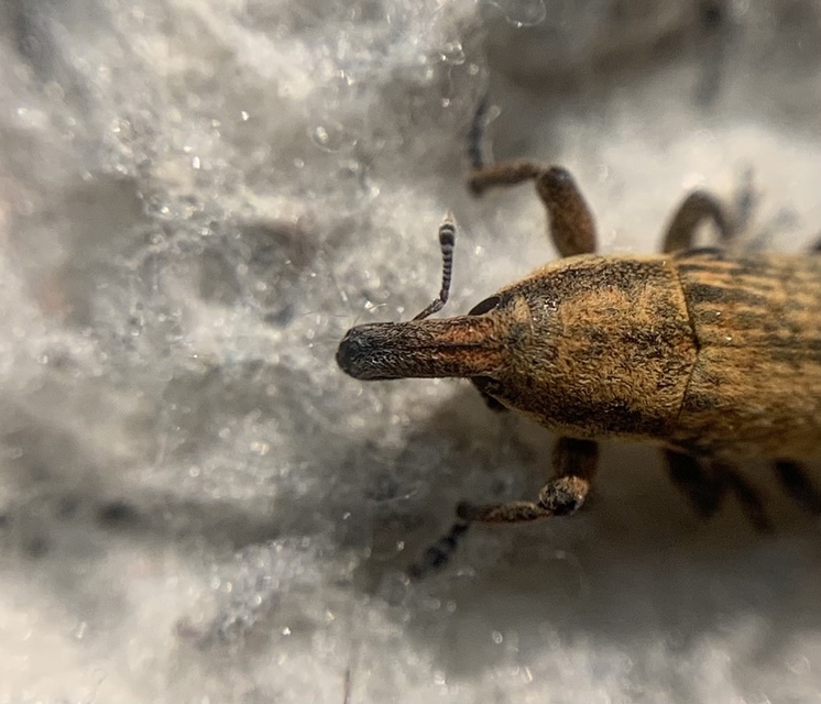 Lixus brevipes - vaskosorrú dudvabarkó
