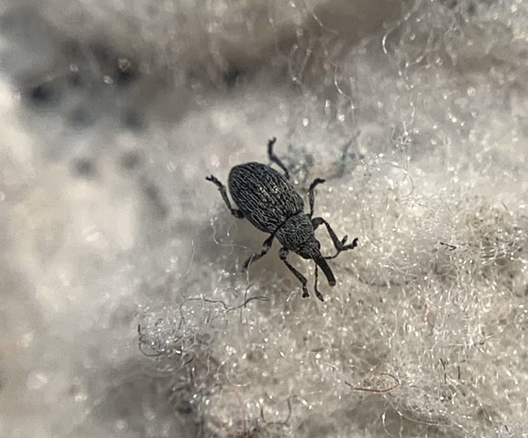 Squamapion atomarium - kakukkfű-cickányormányos