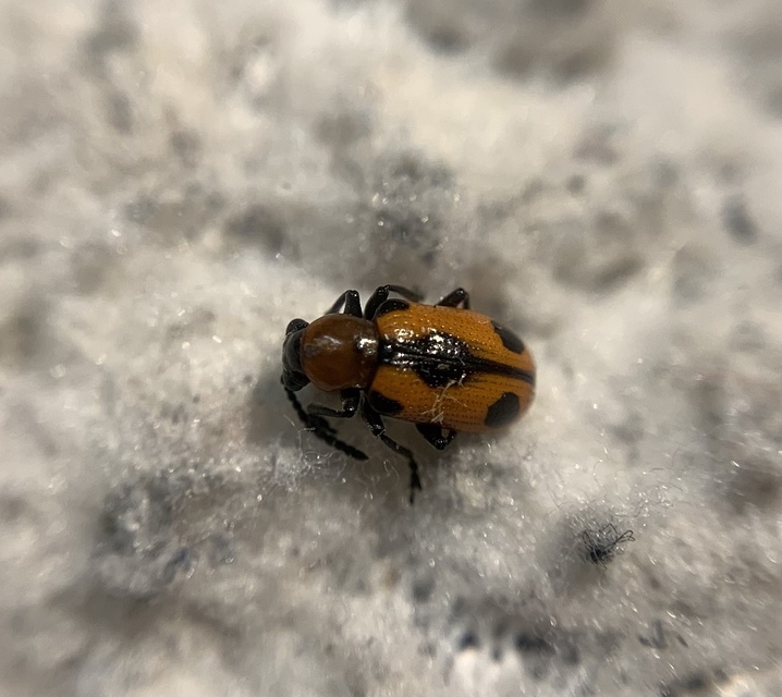 Crioceris quinquepunctata - ötpontos spárgabogár