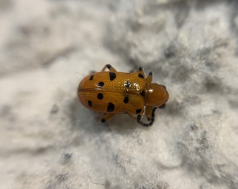 Crioceris duodecimpunctata - tizenkétpontos spárgabogár