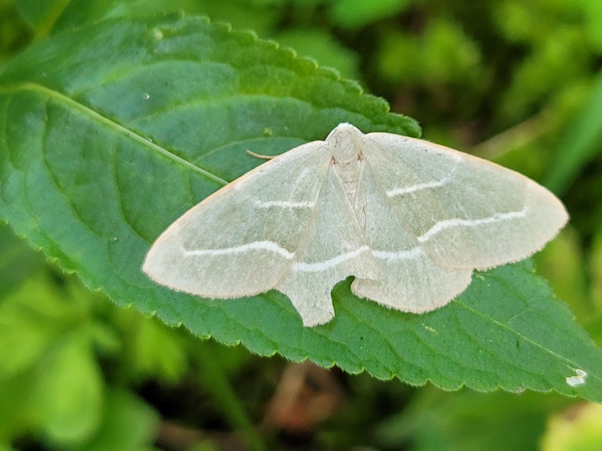 Hylaea fasciaria - erdeifenyő-sávosaraszoló