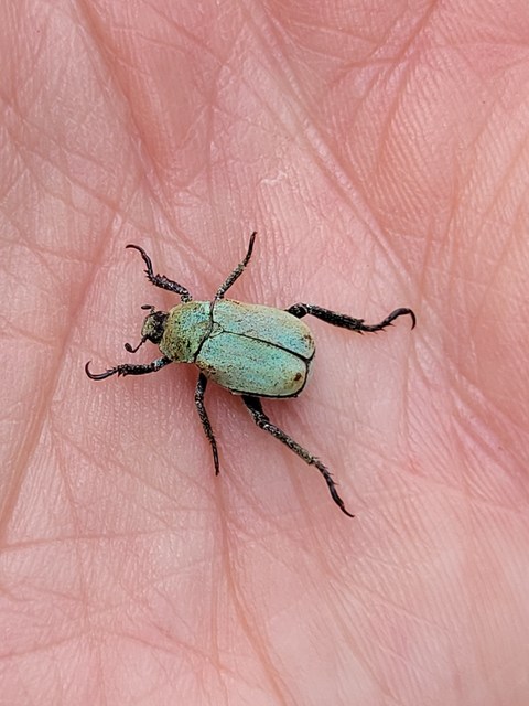 Hoplia argentea - ezüstös virágcserebogár