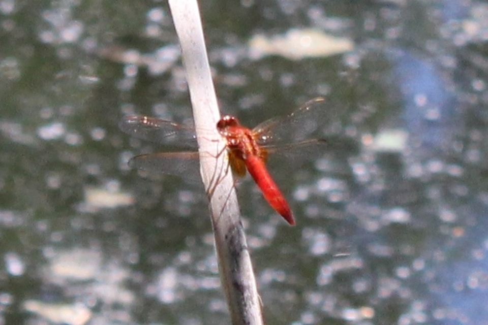 Crocothemis erythraea - skarlát szitakötő