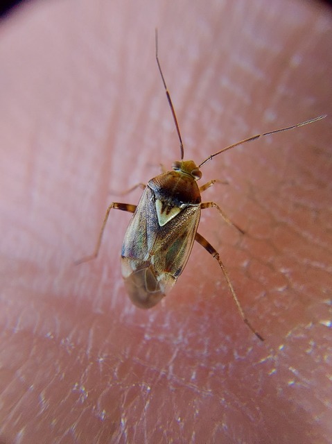 Lygus rugulipennis - molyhos mezeipoloska