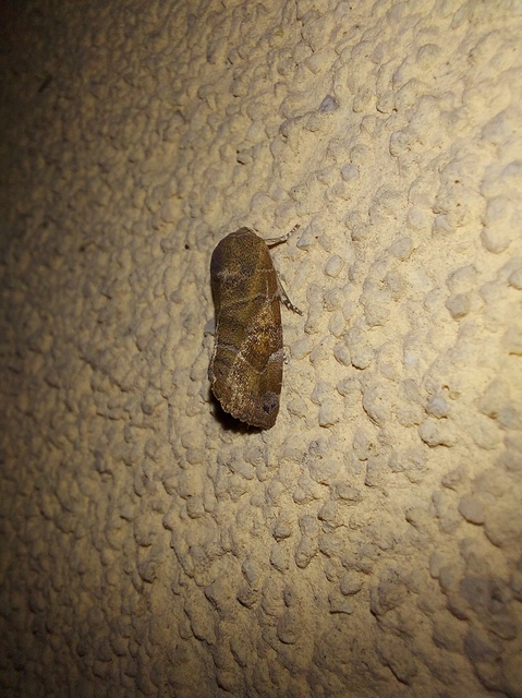 Cosmia affinis - barna lombbagoly