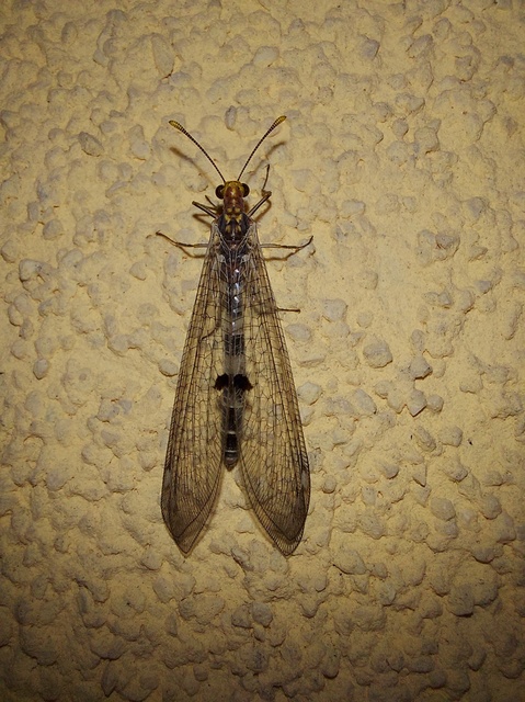 Megistopus flavicornis - kétfoltos hangyaleső