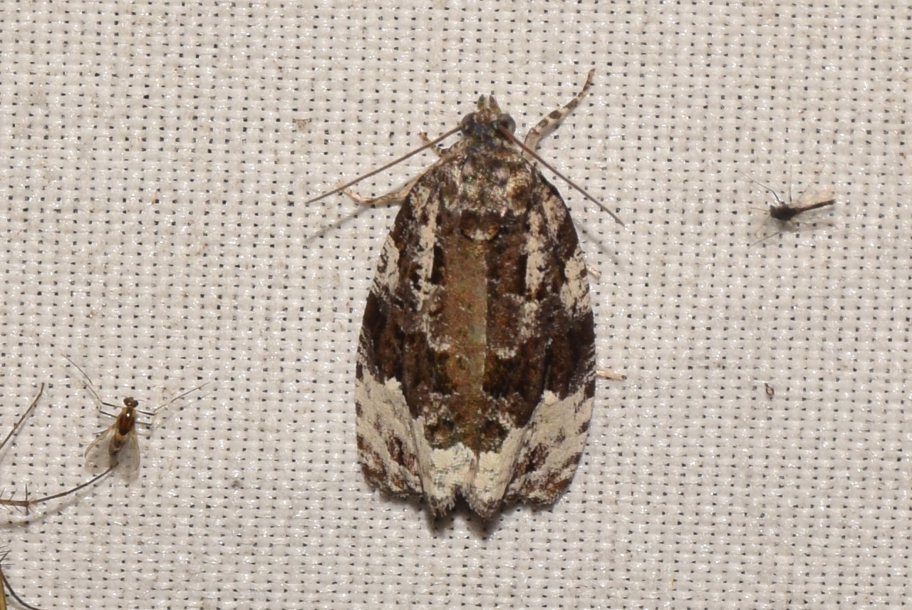 Apotomis sororculana - nyíres tükrösmoly