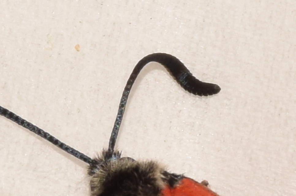 Zygaena punctum - pettyes csüngőlepke