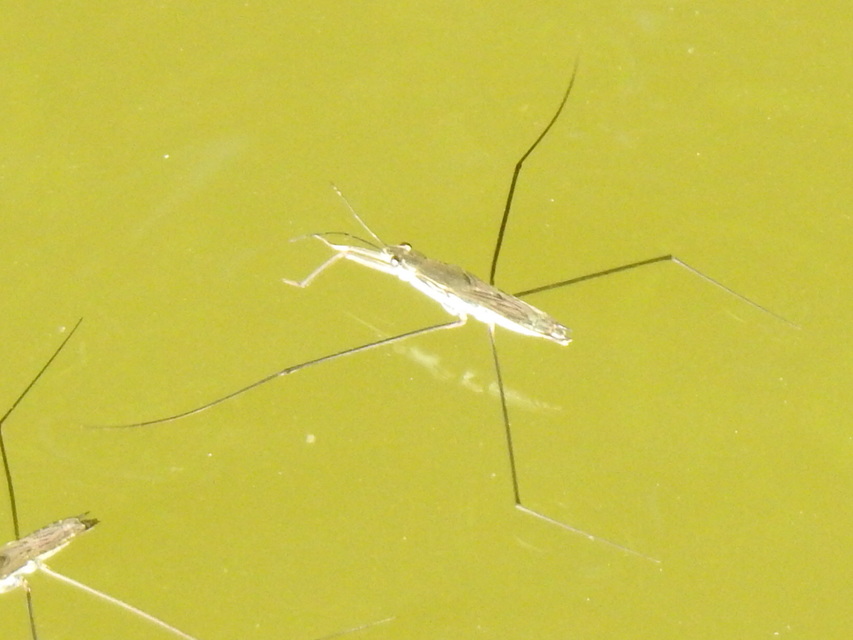 Gerridae - molnárpoloskák