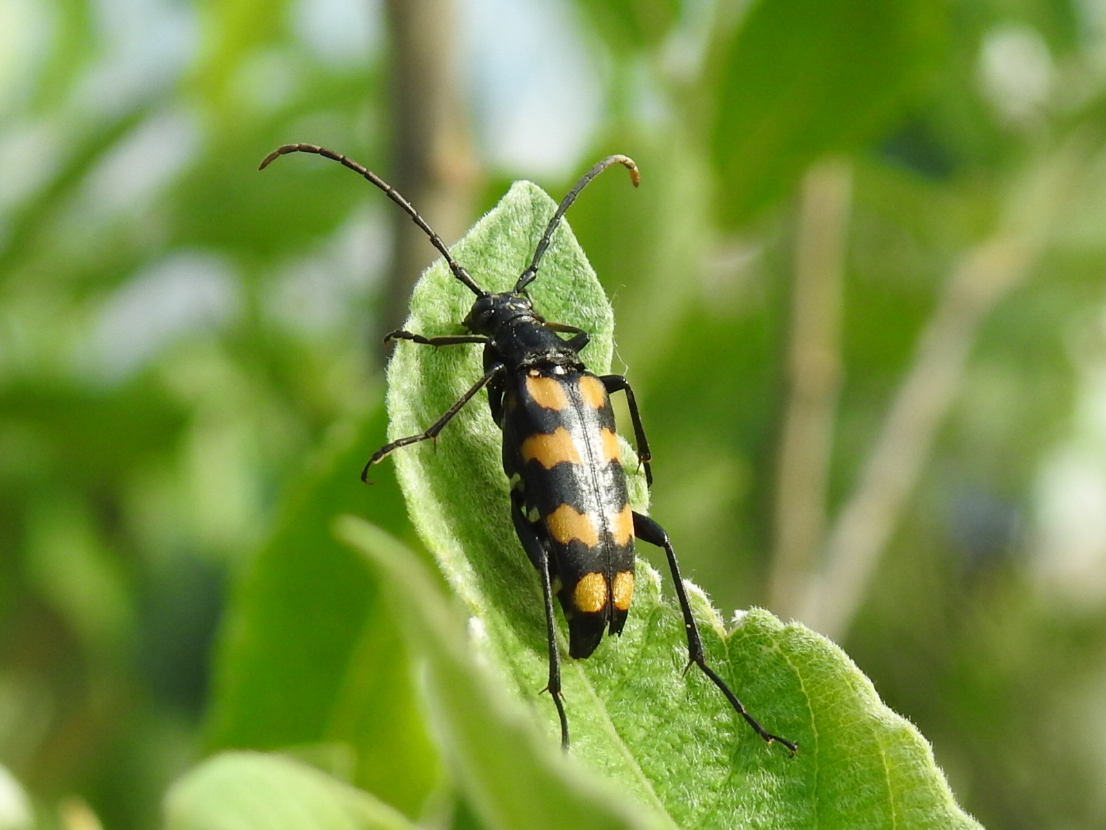 Leptura quadrifasciata - feketeszőrű szalagoscincér