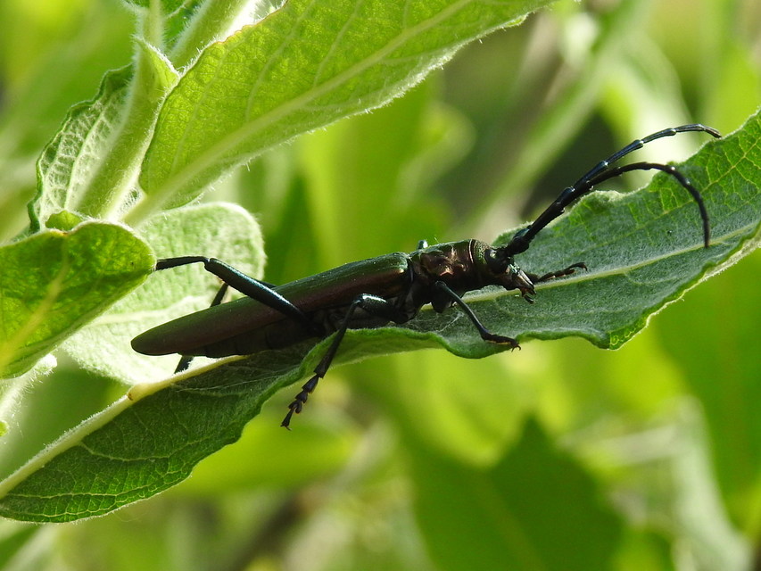 Aromia moschata - pézsmacincér