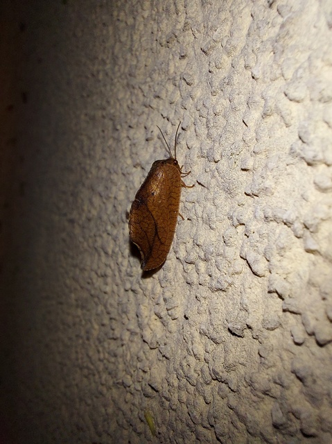 Drepanepteryx phalaenoides