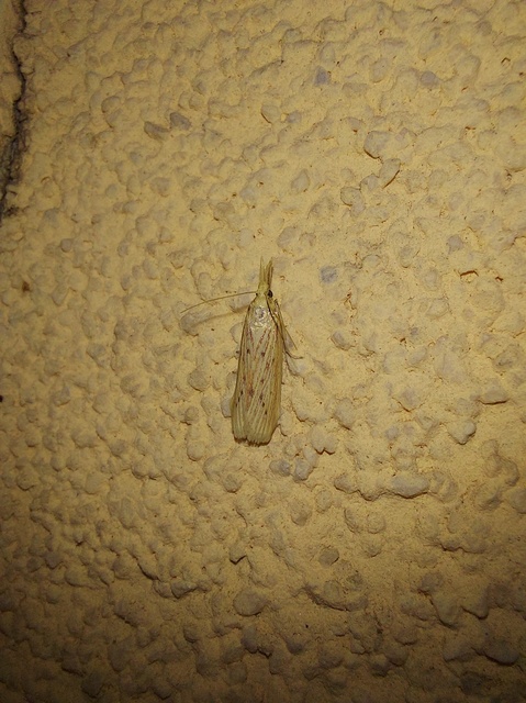 Ematheudes punctella - kúposfejű karcsúmoly