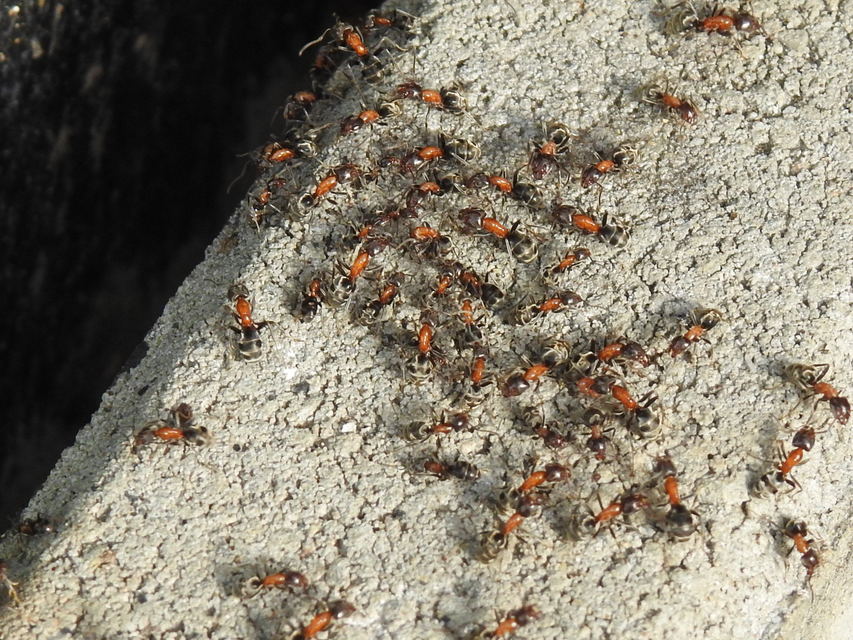 Liometopum microcephalum - tölgyfahangya