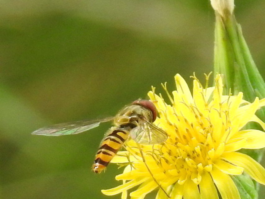 Episyrphus balteatus - ékfoltos zengőlégy
