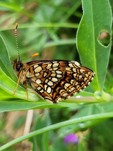 Melitaea diamina - kockás tarkalepke