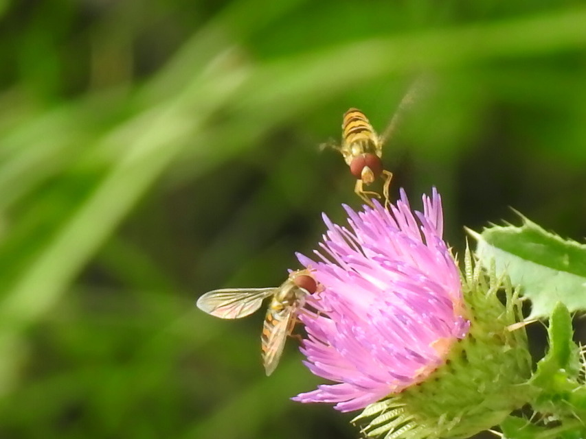 Episyrphus balteatus - ékfoltos zengőlégy