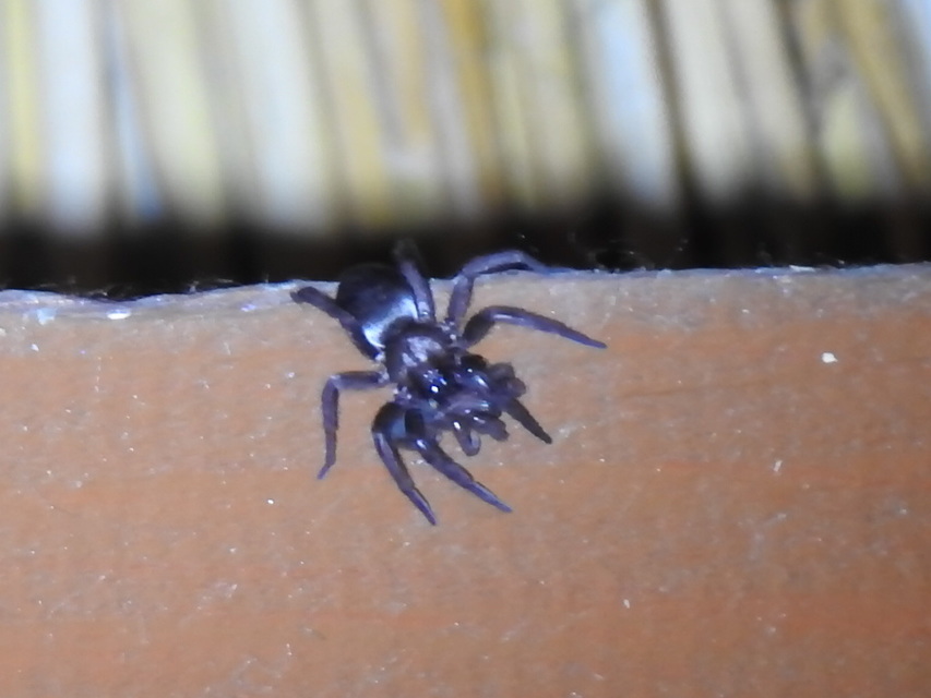 Scotophaeus