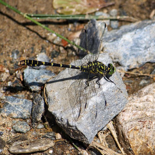 Onychogomphus forcipatus - gyűrűs folyami-szitakötő